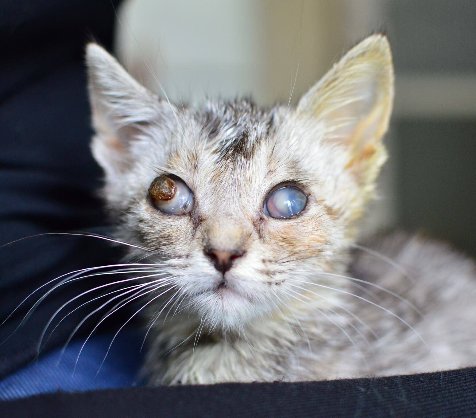 Mourovaté koťátko Sissi s nemocnýma očima.