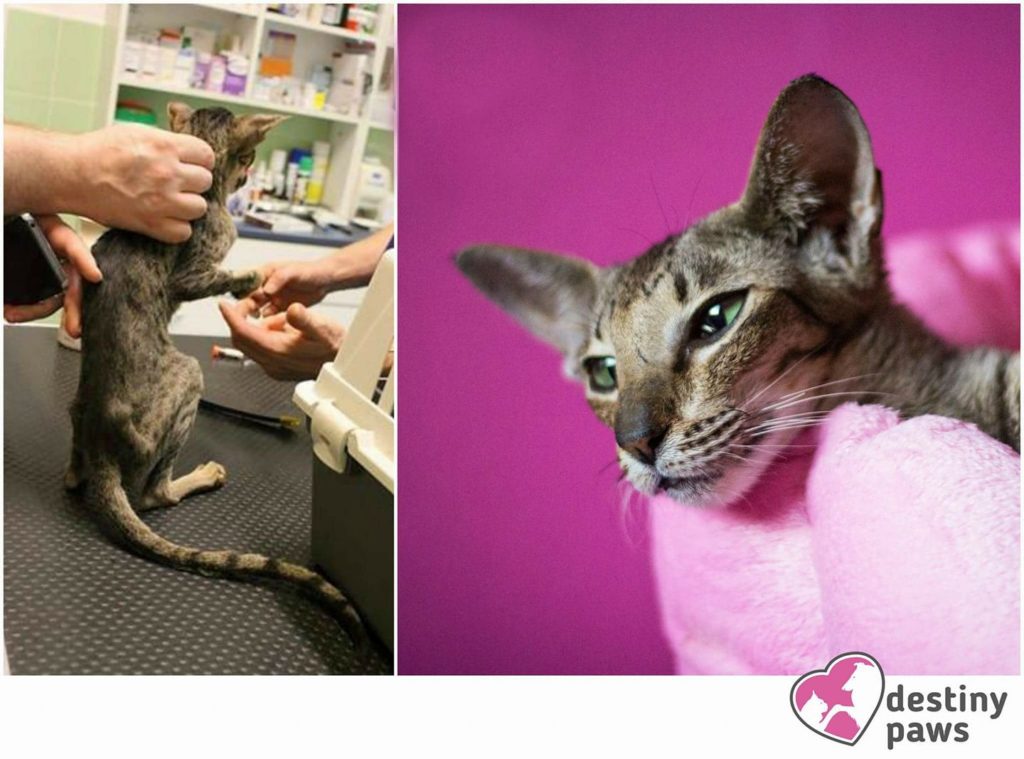 Kočičí peklo: kočka Columbina