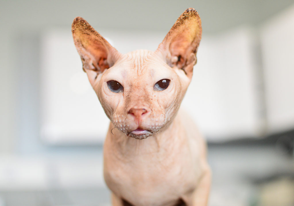 Kočka sphynx z kauzy Kočičí peklo