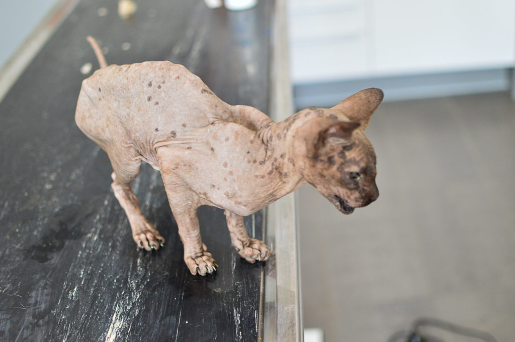 Vychrtlá nemocná kočka sphynx