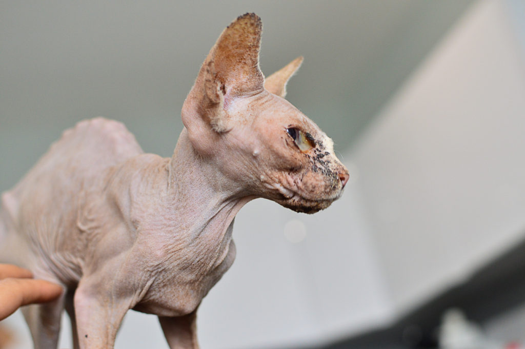 Vychrtlá kočka sphynx z kauzy Kočičí peklo