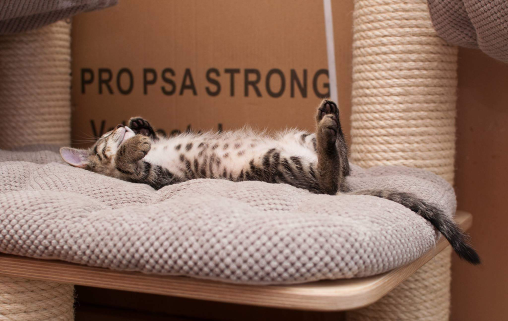 Malý Mourek z kauzy Kočičí peklo