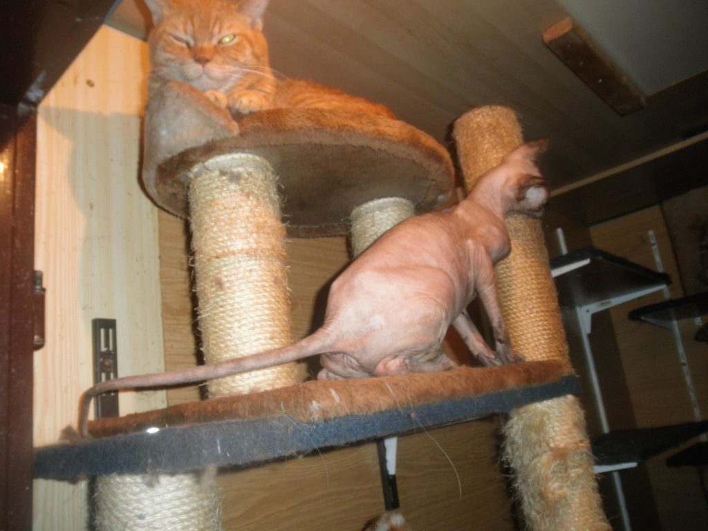 Fotografie z bytu Ministrové, kauza Kočičí peklo