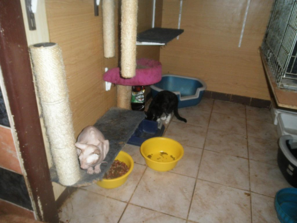 Fotografie z bytu Ministrové, kauza Kočičí peklo