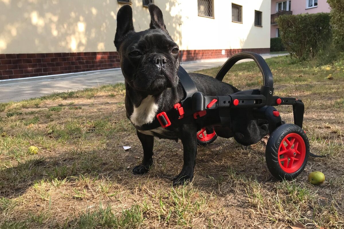 Annie našla nový domov i jako pes na vozíčku
