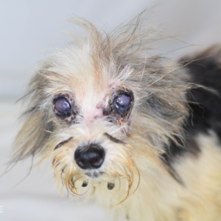 Kauza Psí neštěstí, množírna Kamenice: pes Lens