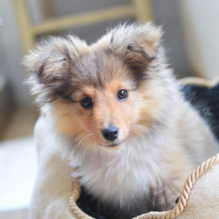 Štěně sheltie Sunny v pelíšku
