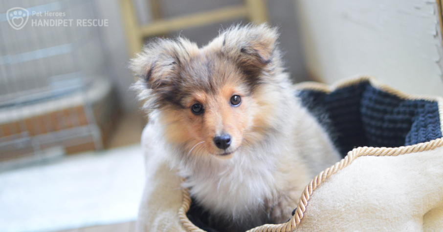 Štěně sheltie Sunny v pelíšku