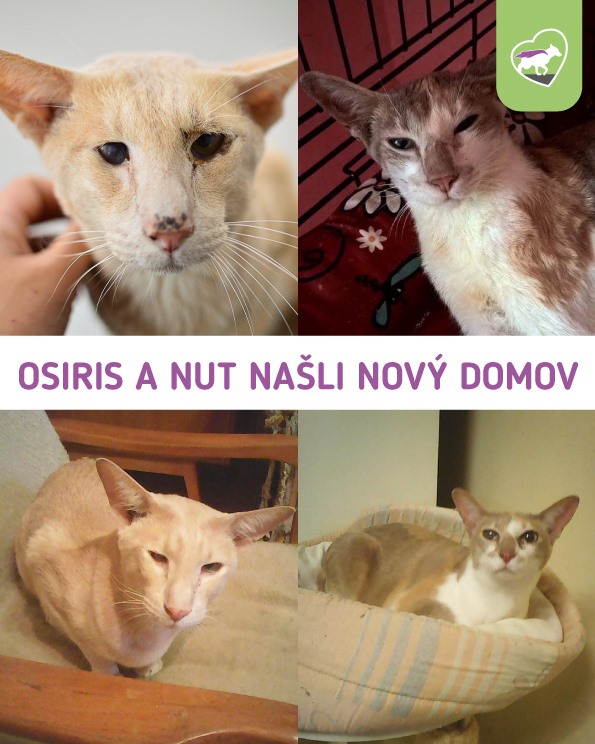 Osiris a Nut