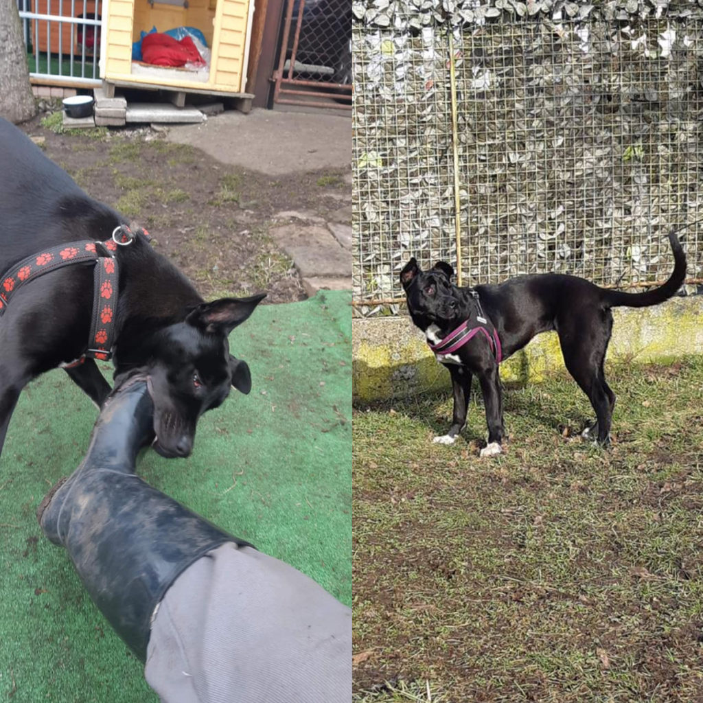 Sushi v novém domově