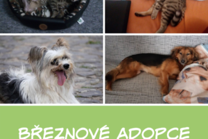 Pejsci a kočičky adoptovaní v březnu - Mojito, Alvin, Lens a Shelly