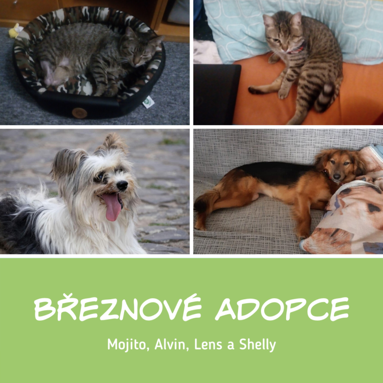 Pejsci a kočičky adoptovaní v březnu - Mojito, Alvin, Lens a Shelly