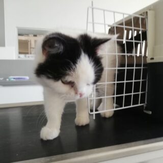 Princezna na veterině