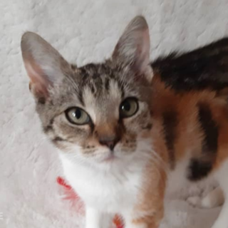 Zachráněné kotě Leontýnka