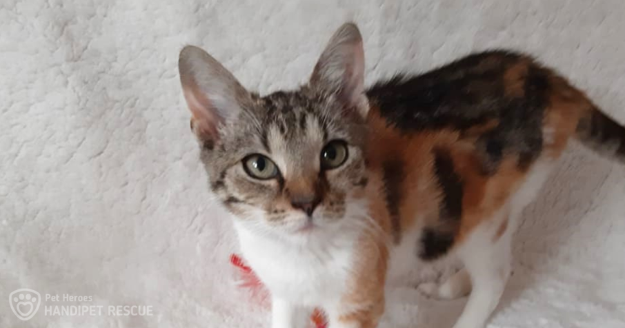 Zachráněné kotě Leontýnka