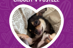 Valentýnka se Schnitzel: Pojďme se společně choulit v posteli.