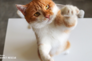 Zrzavo-bílá kočička Viki