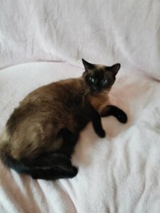 Kříženka siamské kočky Rarity našla domov