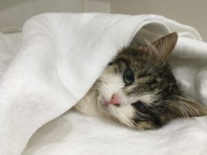 Kočička po operaci