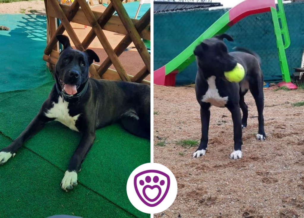 Sushi v novém domově