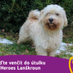 Přijďte venčit do útulku Pet Heroes Lanškroun