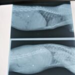 Gomez – rentgenový snímek s broky
