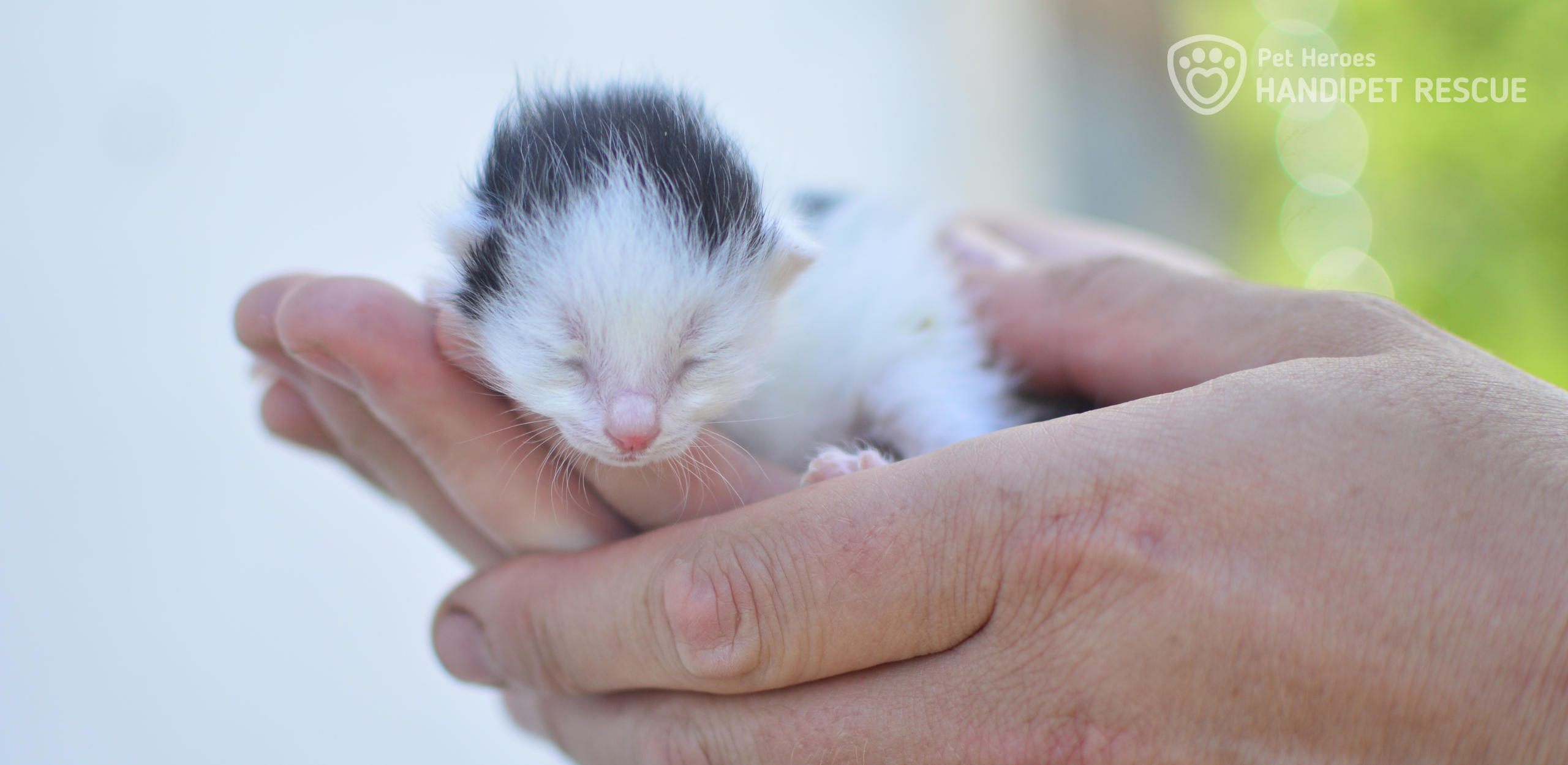 Miniaturní koťátko Peanut, které se vejde do dlaně. Není jí víc než pár dní.