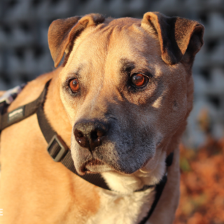 Pes Argo na procházce.