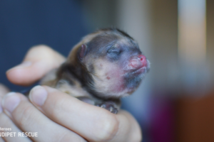 Novorozené štěňátko Buchta trpící nemocí zvaná anasarka, tzv. vodní štěňátko (water puppy)