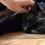 Černá kočička Merida v novém domově