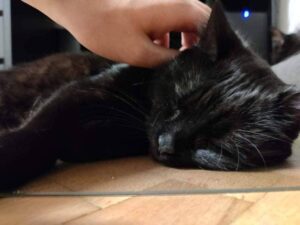 Černá kočička Merida v novém domově