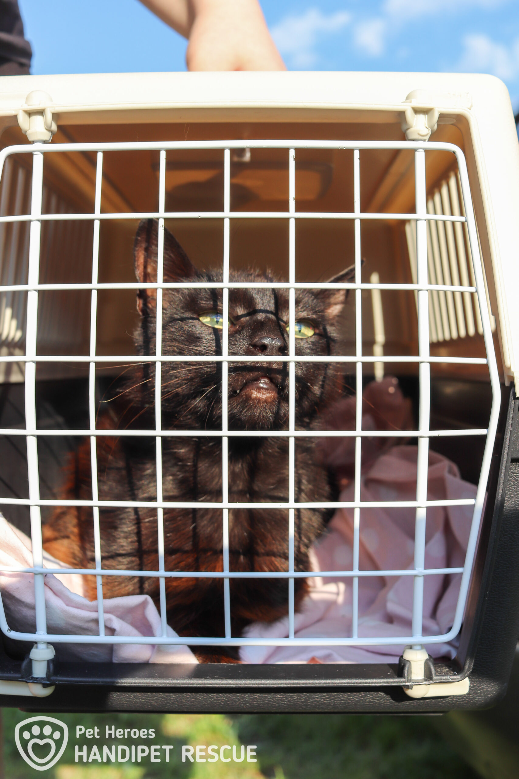 Kočička Merida v přepravce před cestou na veterinu