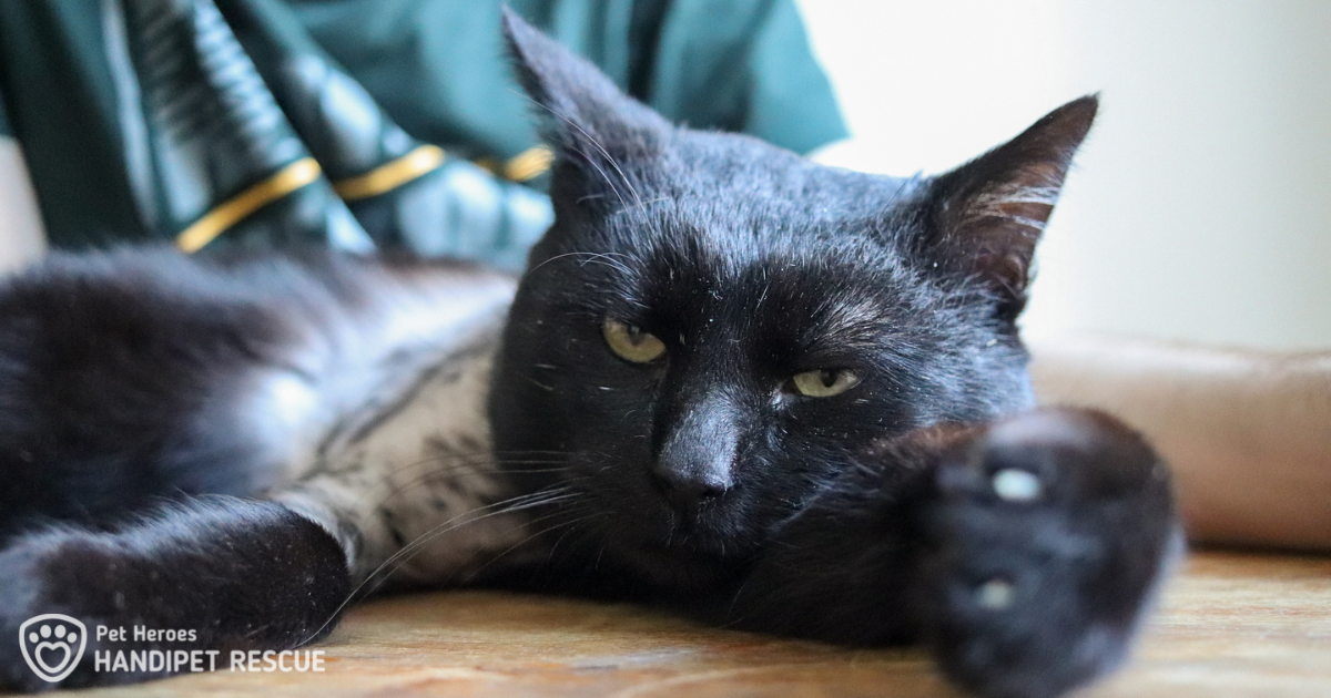 U koček alergie není tak častá. Na fotce je černý kocourek Nick. 