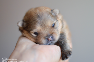 Štěňátko Buchta otevřelo očička