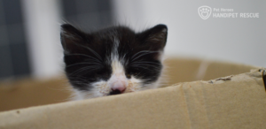 Černobílé koťátko v papírové krabici