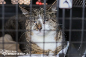 Aurora v přepravce během čekání na vyšetření očí