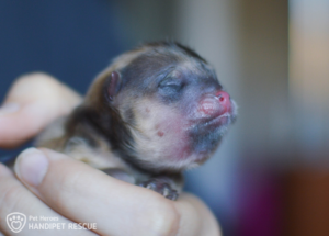 Novorozené štěňátko Buchta trpící nemocí zvaná anasarka, tzv. vodní štěňátko (water puppy)