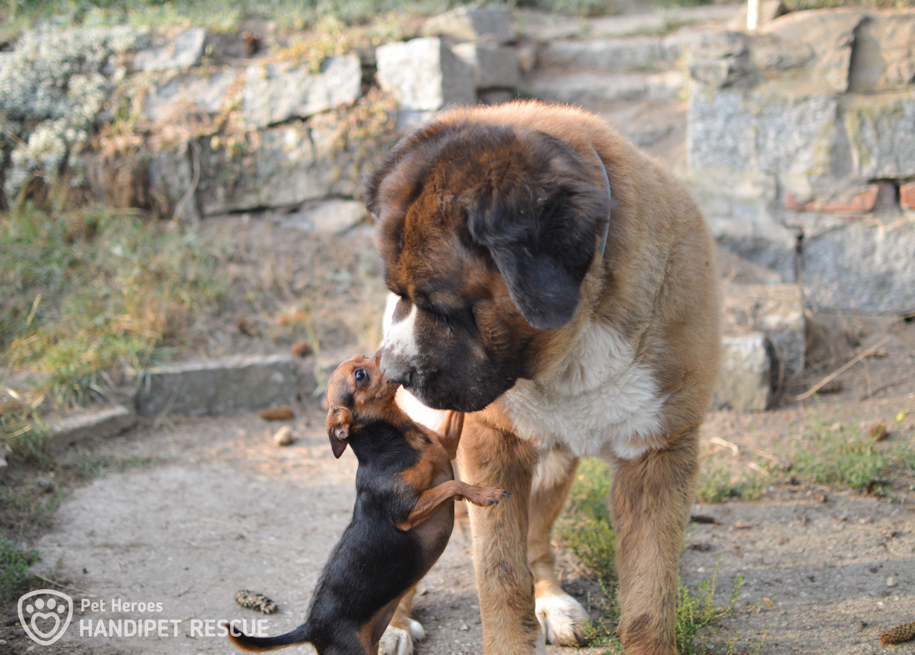 Kříženec moskevského strážného psa Bruno s kamarádkou Myškin