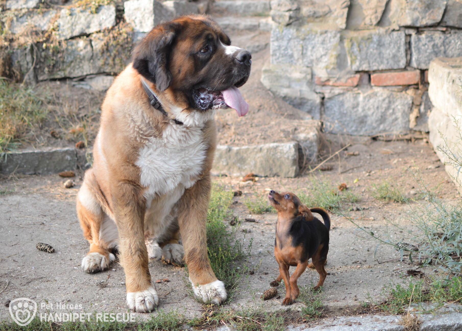 Kříženec moskevského strážného psa Bruno s kamarádkou Myškin