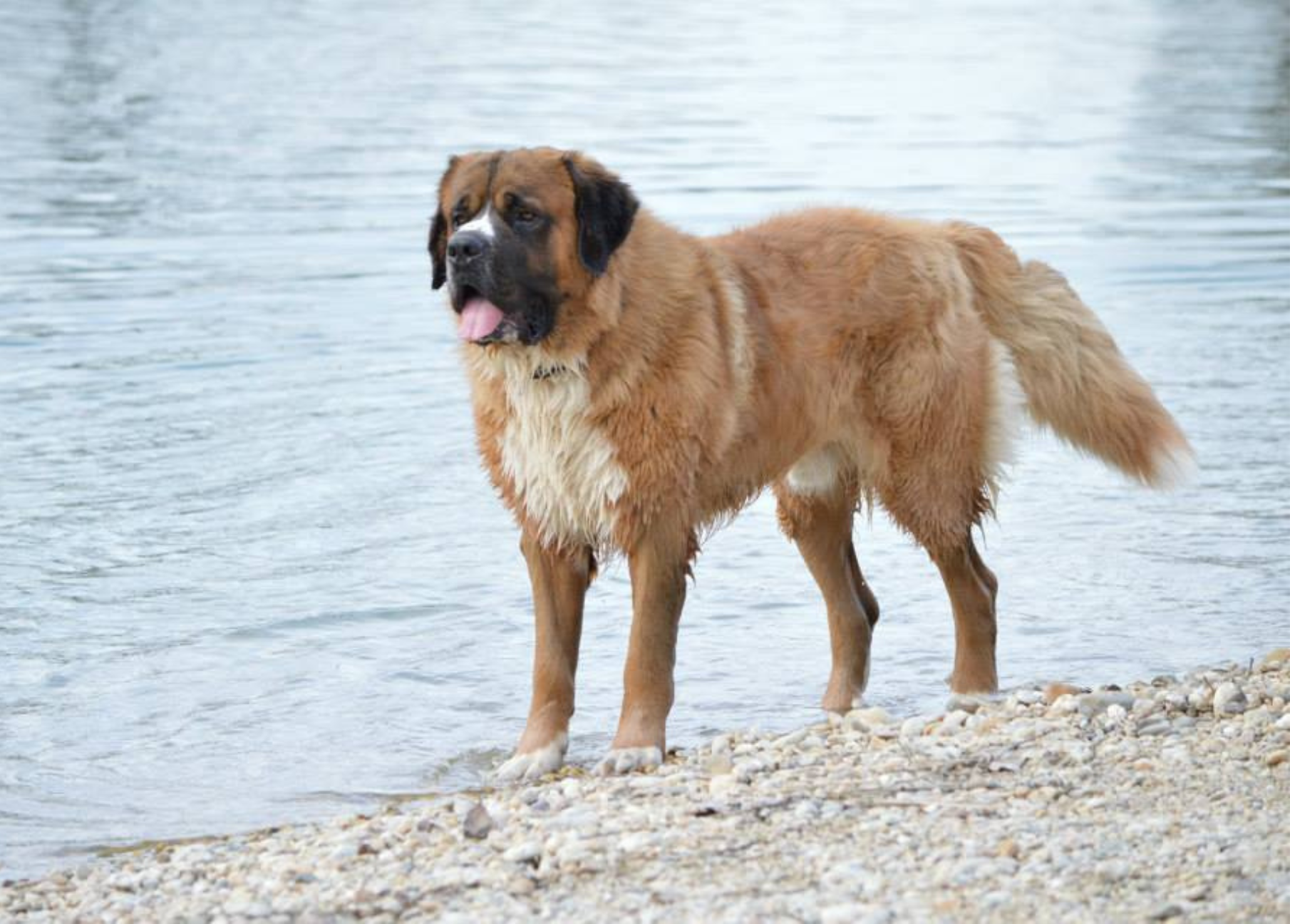 Kříženec moskevského strážného psa Bruno