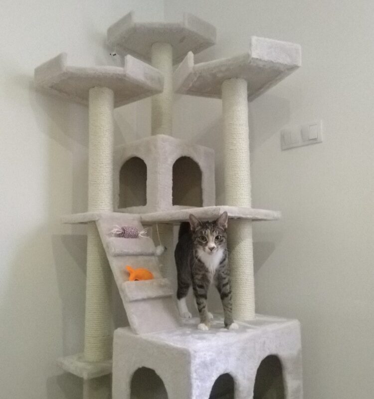 Mourovatá kočička Pampeliška v novém domově