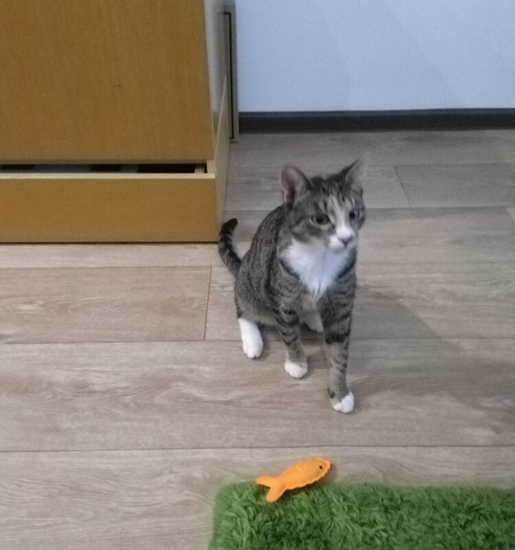 Mourovatá kočička Pampeliška v novém domově