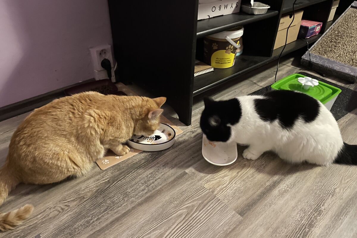 Rosie se svou novou kočičí ségrou