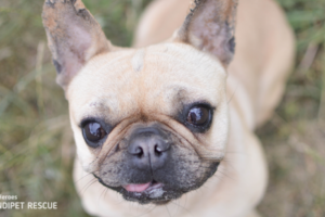 Béžová fena francouzský buldoček Bethany