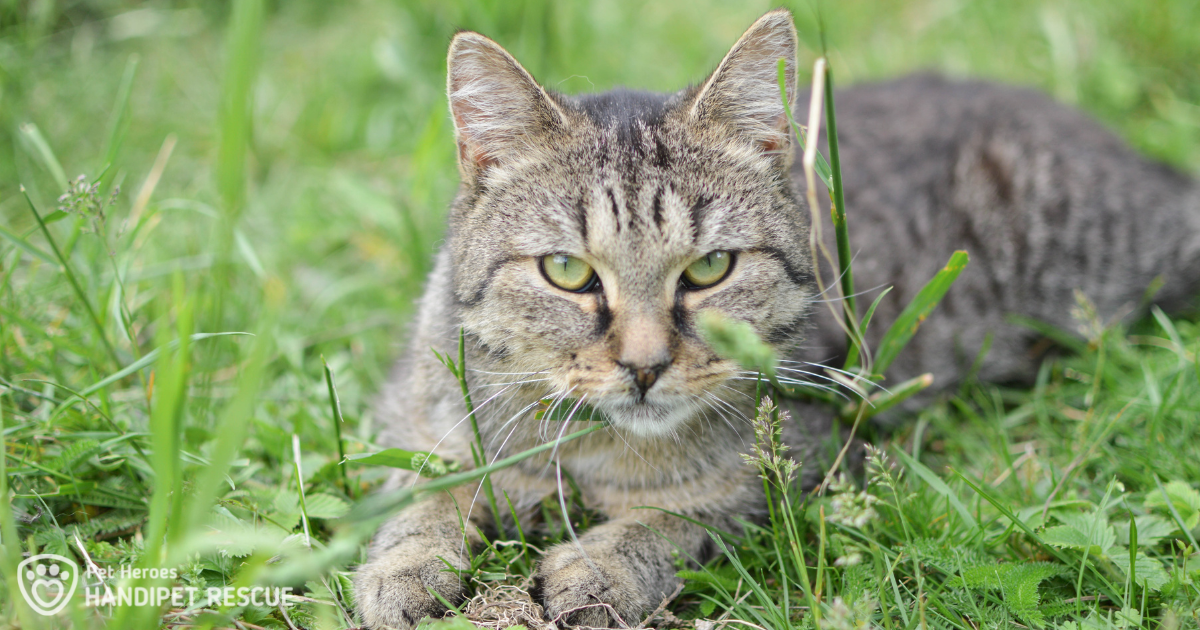 Kastrace kocoura je stejně důležitá jako kastrace kočky. Na obrázku leží mourovatý kocour Park v trávě.