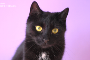 Zachráněná černá kočička Arwen s bílou náprsenkou