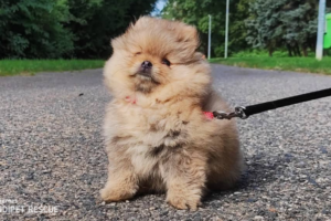 Štěňátko Buchtička poprvé na procházce