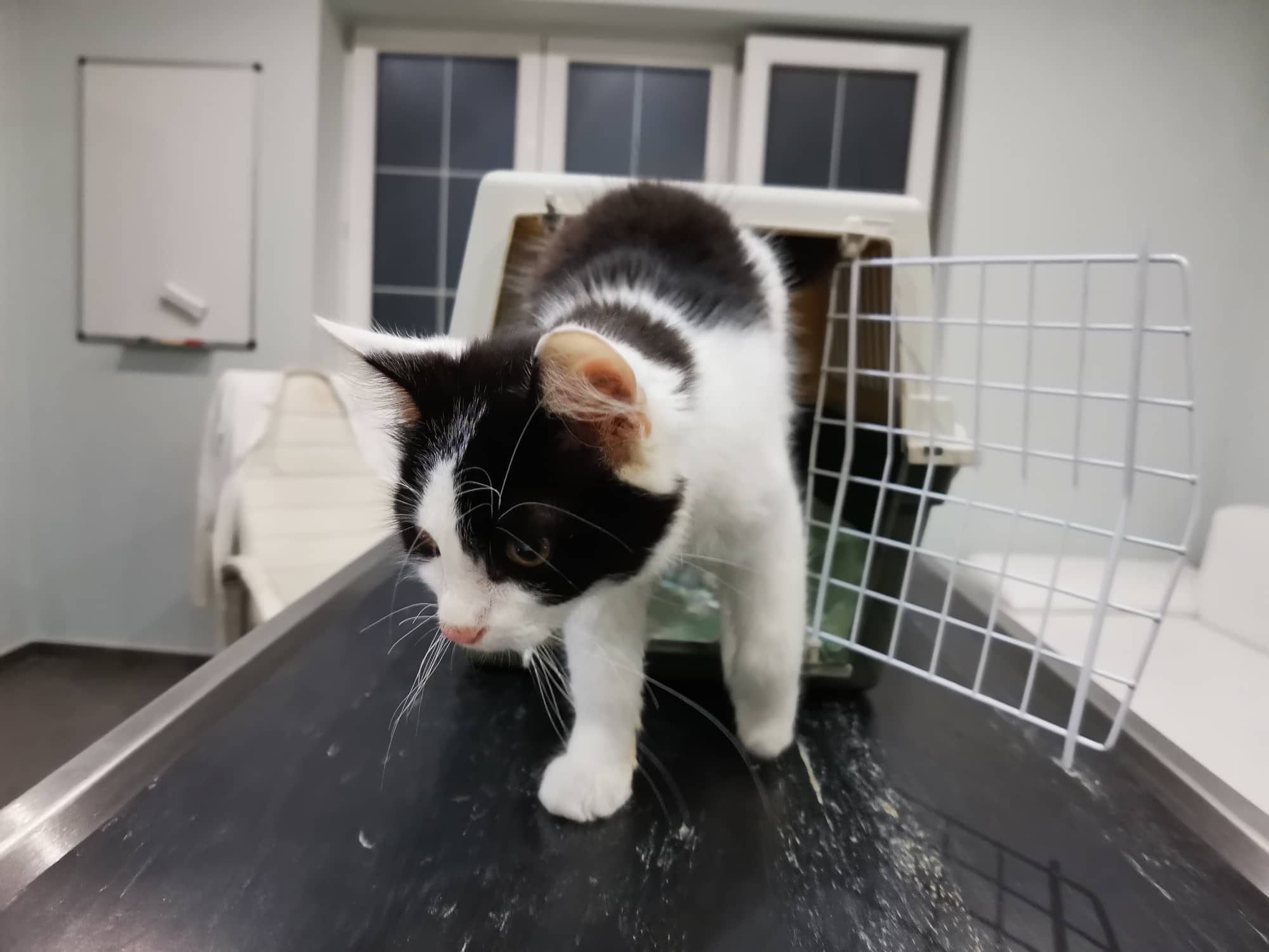Černo-bílý kocourek Marcel při vyšetření na veterině