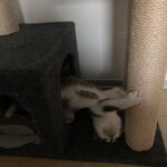 Kočička Daenerys v novém domově (3)