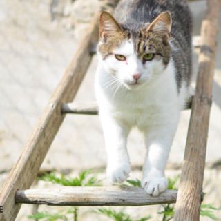 Kocour ve voliéře na schůdkách.